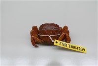 藏品(肉球近方蟹)的圖片